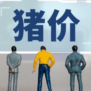 猪价“火箭”上涨！附：6月15日猪价