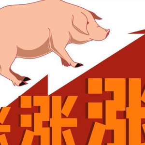 一夜升温，猪价上涨“猛抬头”！附：6月15日猪价