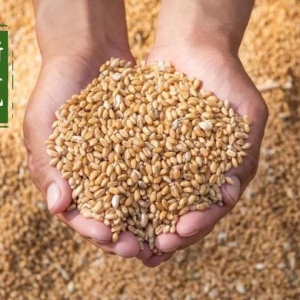 托市900万吨，面粉连续涨价，小麦拐点要来了？