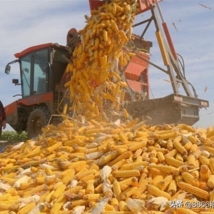 噩耗：1.2元守不住了，1.15元是底线吗？