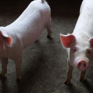 跌跌不休！猪价下跌“猛抬头”！附：8月27日猪价