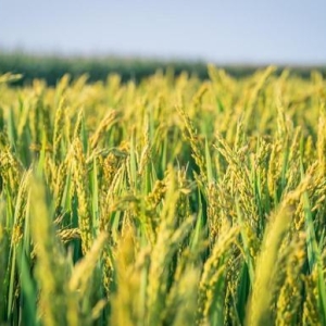 中时通：8月26日各地区稻谷市场价格动态