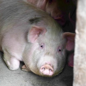 猪价“滑坡大跌”，21地猪价飘绿，近期的猪市该如何走？