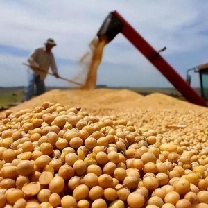 中国不买美大豆，沉默十几天后，特朗普报复来了，对华发起新制裁 ...