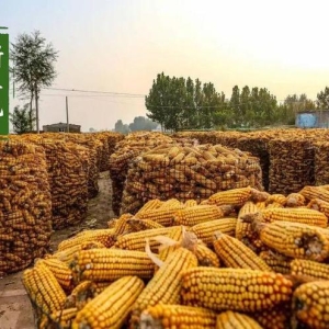新疆玉米又出新情况！又来捣乱来了还是真实行情彻底藏不住了？ ...