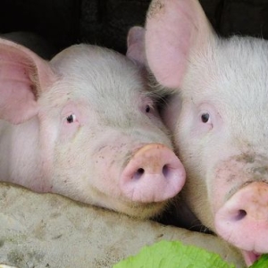 一夜猛降，猪价下跌“六亲不认”！附：8月28日猪价