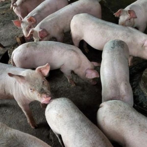 创新低，猪价下跌“拦不住”！附：8月28日猪价