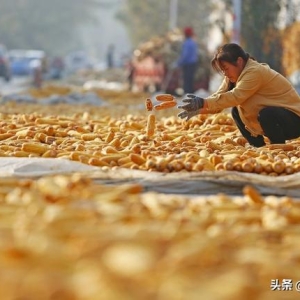 玉米“火药味”越来越浓！新粮未上市，价格先开火！谁能笑到最后 ...