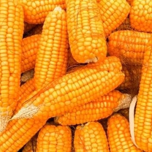 中时通：玉米市场大洗牌，暴风中见转机？