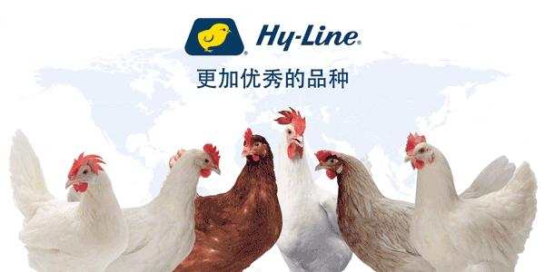 价格持续上涨，欧盟鸡蛋市场进口量激增