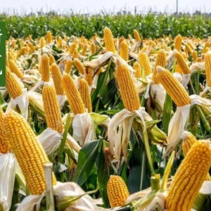 大增！玉米出现重要信号！