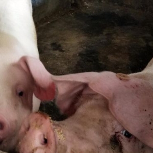 下游备货，猪企缩量，猪价“拐点”到来！附：8月29日猪价