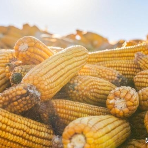 玉米“越跌越凶”！但玉米“猛烈涨价”机会来了！8月27日玉米价 ...