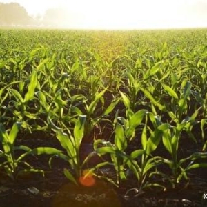 中时通：新粮“压境”，玉米价格快顶不住了？