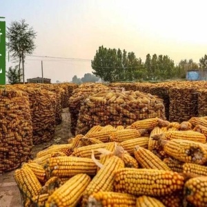 开秤8毛！新玉米稳了？