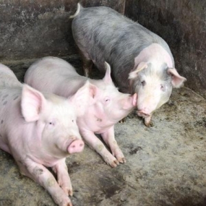 猪价总是涨不动，到底是怎么了？9月初会迎来一波大涨？