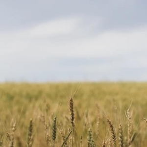 中时通：磨底像熬粥！小麦弱得没存在感？