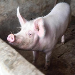 一夜升温，猪价又上涨了！雄起，9月猪价要大涨开始吗？