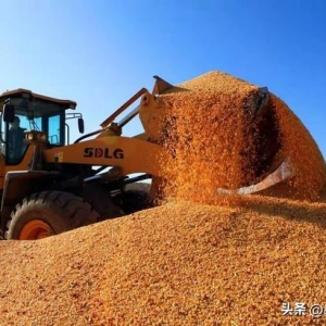 新粮上涨陈粮降价，贸易商迎来久违的“契机”