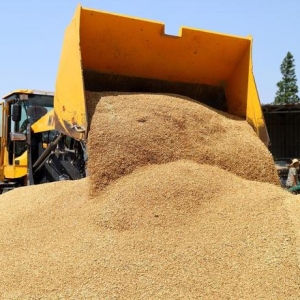 不出意外，小麦即将出现转机！