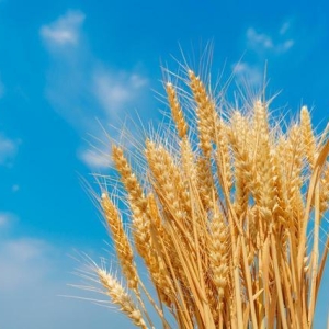 涨，涨，小麦涨起来了！8月31日最新行情！