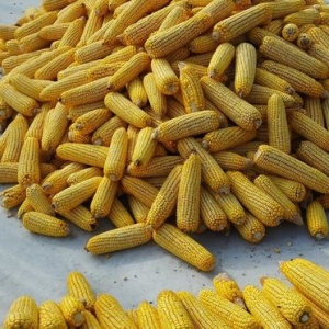 8月31日：调价后92,95汽油价格；玉米价格“降温”，单边下跌！ ...