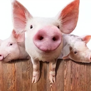 猪价突变！大面积飘红！2025.9.1全国各地生猪价格信息