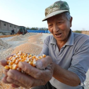 玉米又“绷”不住了，突然涨价！昨天跌到没人要，今天涨得追不上 ...