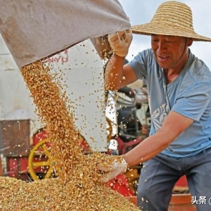 小麦“一夜反转”，要飘！这是真大涨还是一阵风？9月2日小麦报价 ...