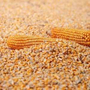 9月3日玉米“一夜大变脸”！玉米新粮开秤“越涨越猛”要泡汤了？ ...