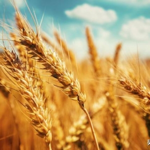 小麦“一夜大变”！小麦新粮大涨翻身又没希望了？9月3日小麦报价 ...