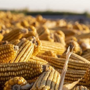 玉米“涨开花”了！但玉米新粮开秤遭遇一个新风险！9月3日玉米价 ...