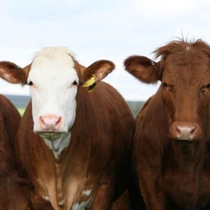 牛羊肉、生鲜乳价格走势分析：2025年下半年能否迎来复苏拐点？ ...