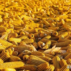 9 月 4 日玉米行情：山东跌、东北涨，新疆玉米要被新粮拖垮？ ...