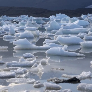 冰岛首次发现蚊子