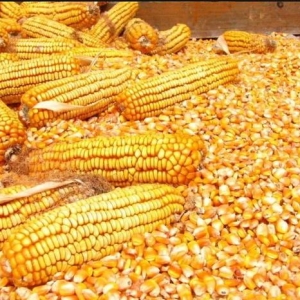 大涨！玉米1吨涨60元，11月4日玉米报价
