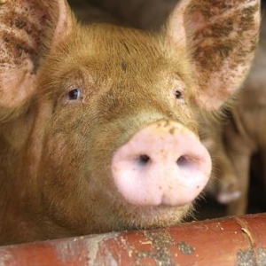 2025.11.5-明天猪价（加速下跌！）