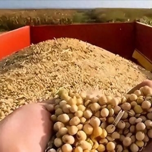 谁赢了？中国让步，将购买上千万吨美大豆，美国放弃的东西更昂贵 ...