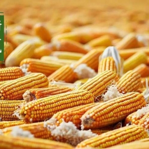 玉米这是“杠”上了！好事！