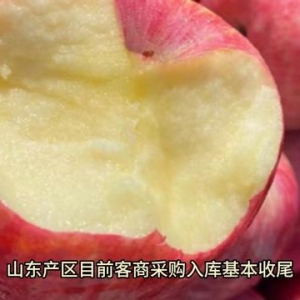 11月4日各产区晚熟苹果价格行情