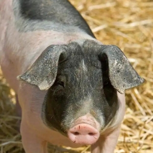 一语道破天机！能繁母猪存栏高位，猪价想翻身？至少等到明年年中 ...