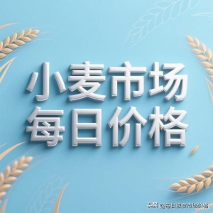 2025年11月5日小麦价格：供需博弈加剧，主产区价格稳中偏弱运行 ...
