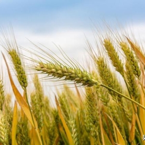 小麦“一片绿”！小麦越跌越猛要开启大拐弯了？11月5日小麦报价 ...