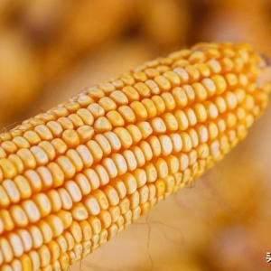 玉米“涨撒欢”了！玉米翻红涨价真要一触即发！11月5日玉米报价 ...