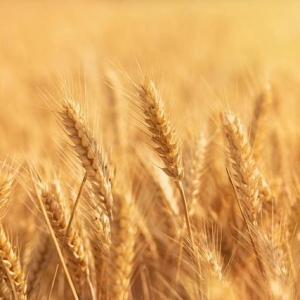 小麦：加速度！