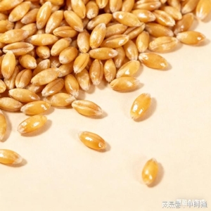 中时通：小麦价格出现异动，11月寻找新平衡？