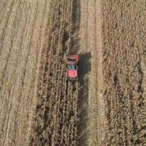 山西寿阳玉米单产达1409公斤 突破该省高产纪录