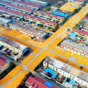 上下两难！玉米陷入“泥潭”，接下来筑底上涨？